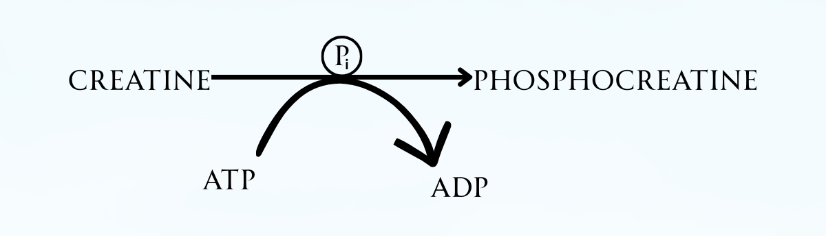 Creatine Monohydrate body process (C to PC)