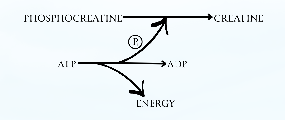 Creatine Monohydrate body process (PC to C)