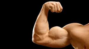 how glutamine can help muscle growth