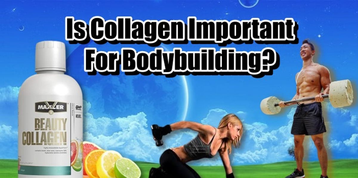 Is Collagen Important For Bodybuilding?