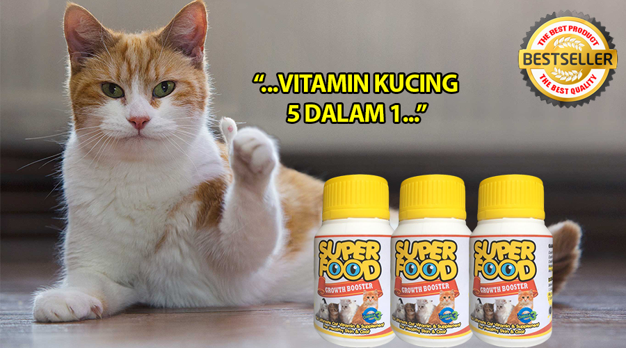 3 Jenis Makanan Gemukkan Cantikkan Bulu Kucing Rakyat Malaysia