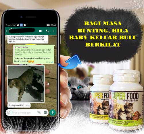 Nak Cantikkan Bulu Kucing Pastikan Supplemen Yang Anda Beli Ada