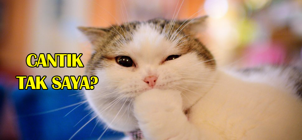 Nak Cantikkan Bulu Kucing Pastikan Supplemen Yang Anda Beli Ada