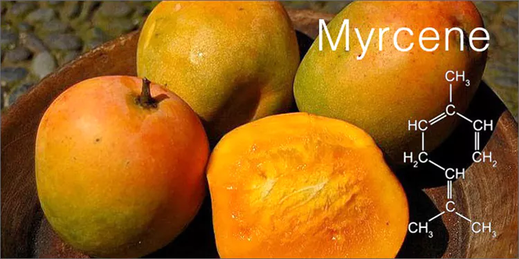 mango myrcene Marijuana And Modern Day Religion. Is It A Sin?