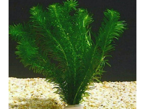 hydrilla