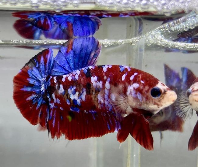 Penang Sea Garden Aquatic | Featured collections - Betta