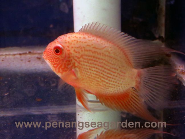 Penang Sea Garden Aquatic | Featured collections - Cichild