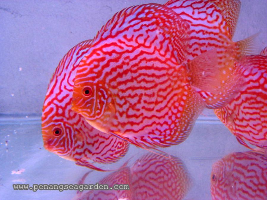 Penang Sea Garden Aquatic | Featured collections - Discus