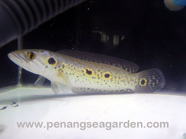 Penang Sea Garden Aquatic | Featured collections - Bichirs & Channa