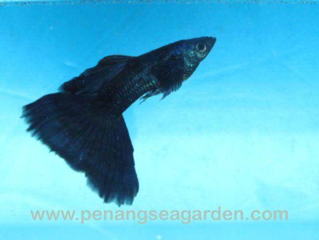Penang Sea Garden Aquatic | Featured collections - Guppy