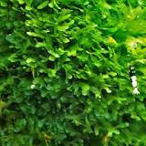Image result for subwassertang moss