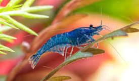 Image result for blue shrimp
