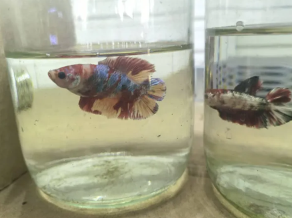 Screenshot 2026-04-17 164844