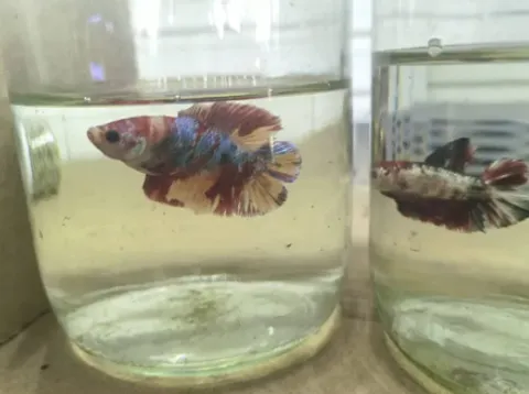 Screenshot 2026-04-17 164844