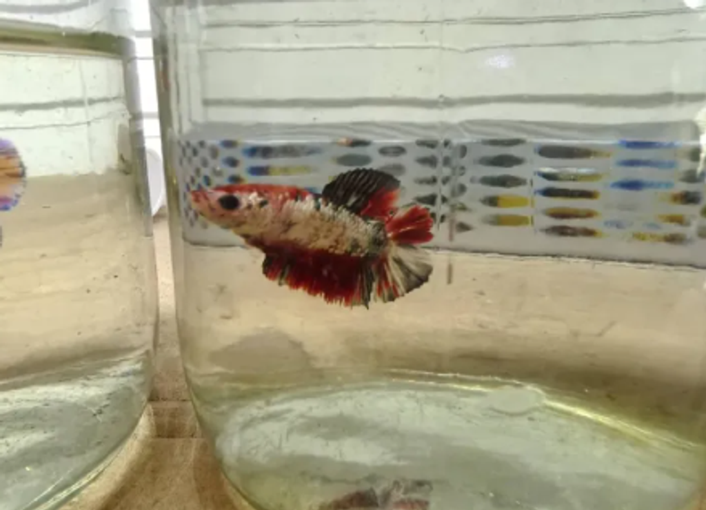 Screenshot 2026-04-17 164836