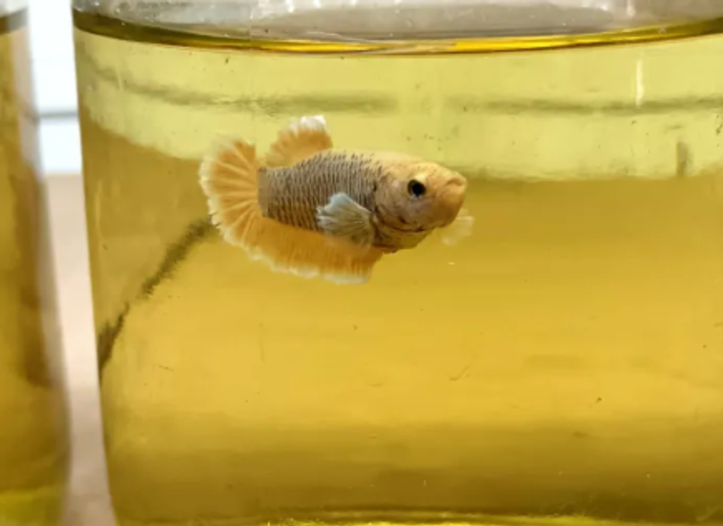 Screenshot 2026-04-17 164823