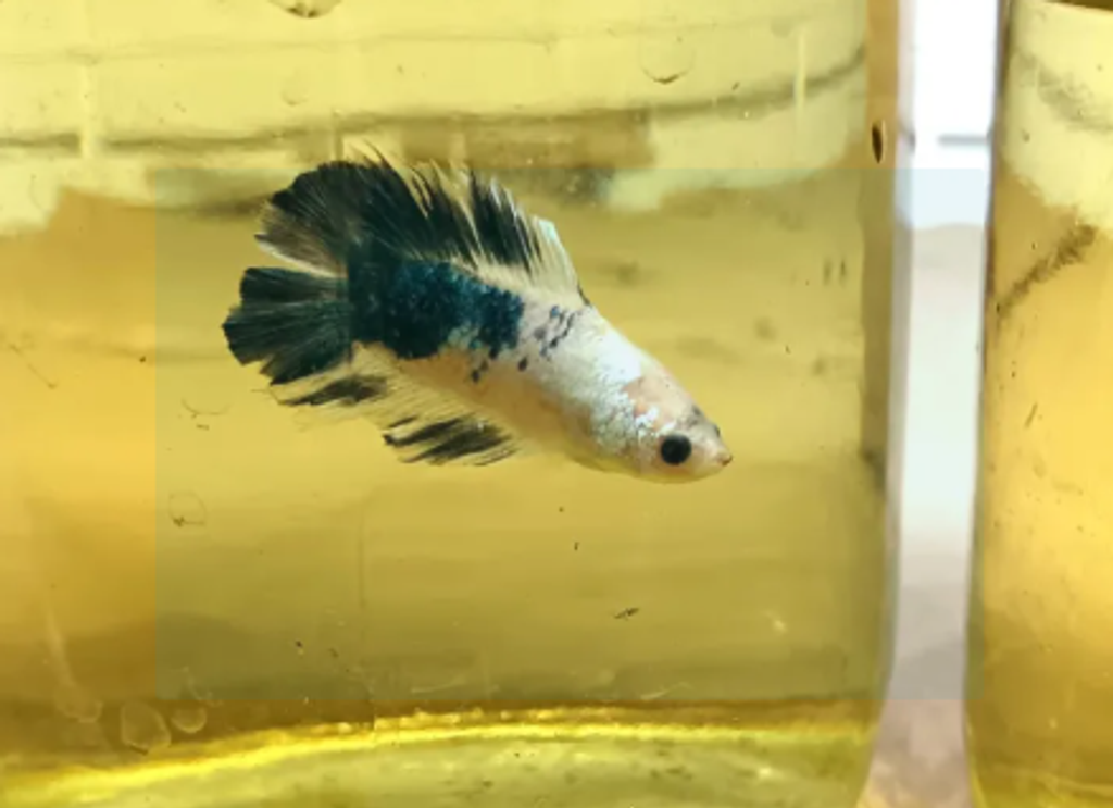 Screenshot 2026-04-17 164812