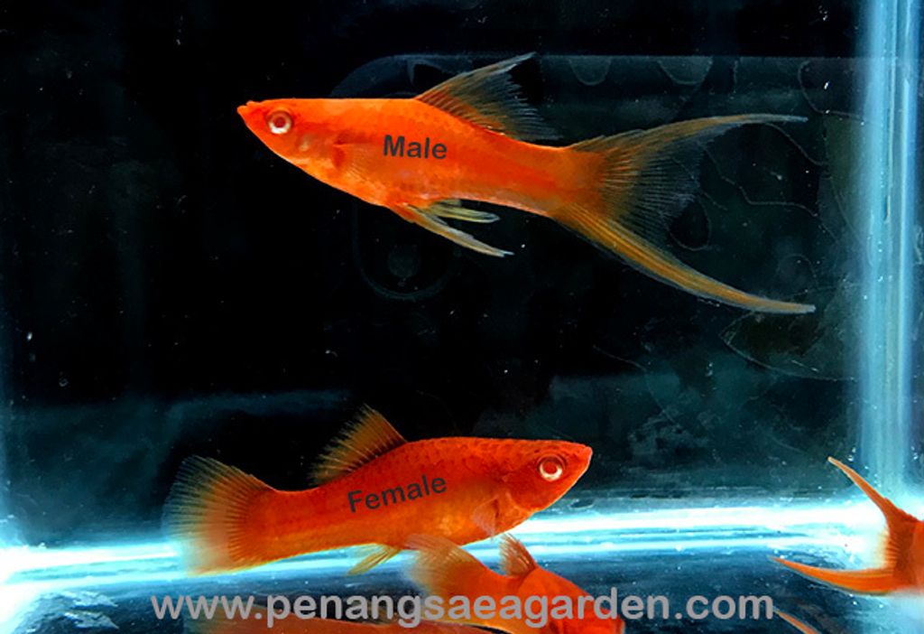 Red Eyes Double Swordtail 红眼双剑鱼 (19)w..jpg