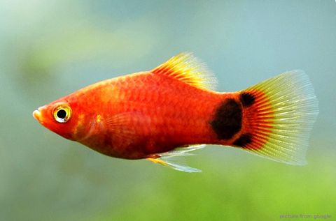 Mickey Platy 红米奇-Web..jpg