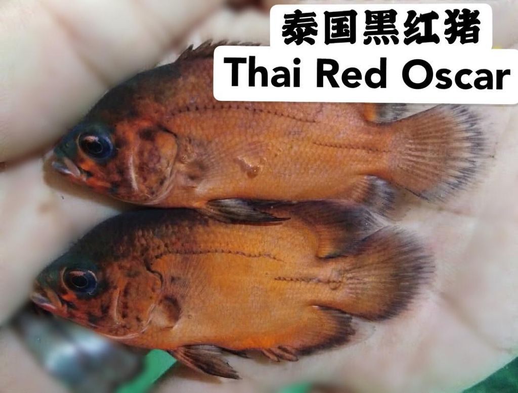 Thai Red Oscar 泰国黑红猪 6-7cm RM12-KL.jpg