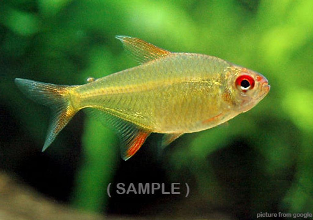 Lemon Tetra 柠檬灯鱼Web..jpg