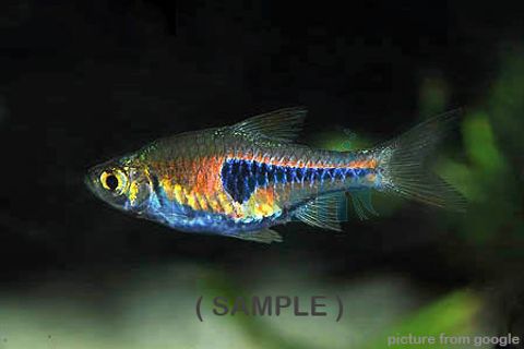 Rasbora Espei RM2.50 - Web.(Sample)..jpg