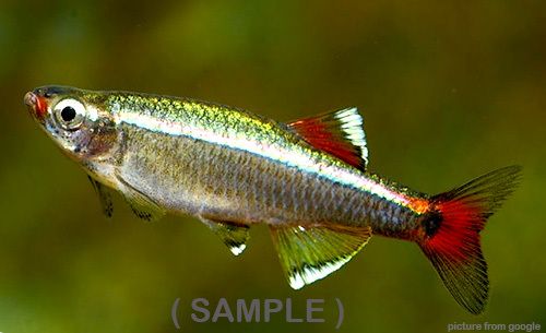 White Cloud Mountain Minnow 白云山 Web1.(Sample).jpg