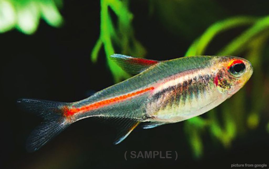 Glowlight Tetra 灯管,光管 Web.(Sample).jpg
