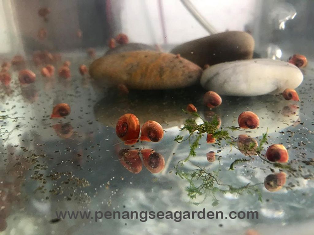 Ramshorn Snail, Apple Snail 苹果螺.w.jpg