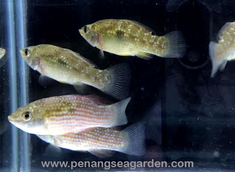 American Flag Fish 美国旗RM5-04w.jpg
