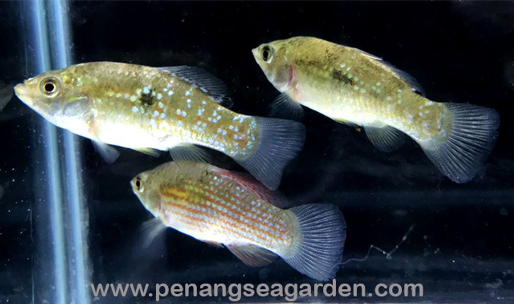 American Flag Fish 美国旗RM5-12w.jpg