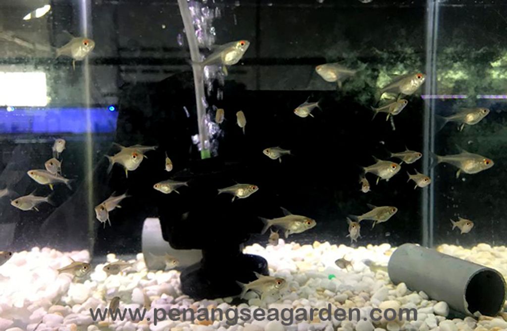 Lemon Tetra 柠檬灯鱼-7w.jpg