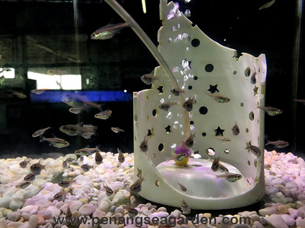Glowlight Tetra 灯管,光管RM1 (11)w.jpg
