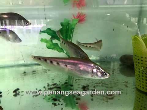 Crown Knife Fish 七星刀 4inch RM7.20-1w.jpg