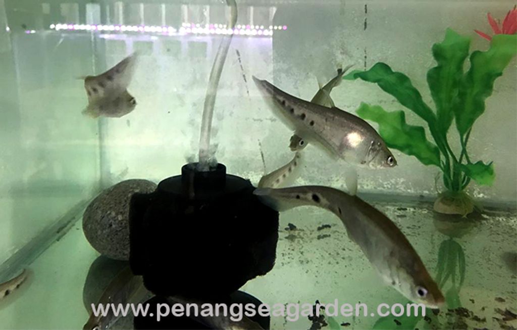 Crown Knife Fish 七星刀 4inch RM7.20-2w.jpg