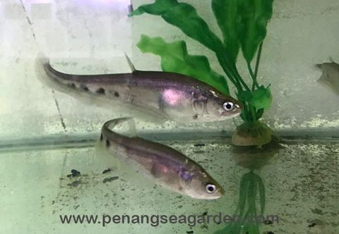 Crown Knife Fish 七星刀 4inch RM7.20-3w.jpg