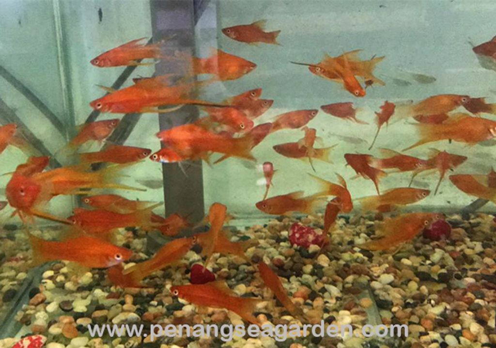 Red Lyretail Double Swordtail 红琴双剑 RM2-01w - Copy.jpg