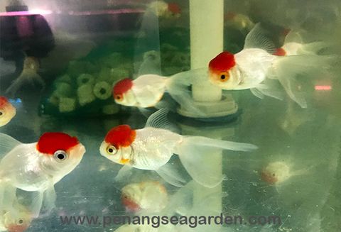 Red Cap Oranda 鹤顶红狮头 190729-01w.jpg