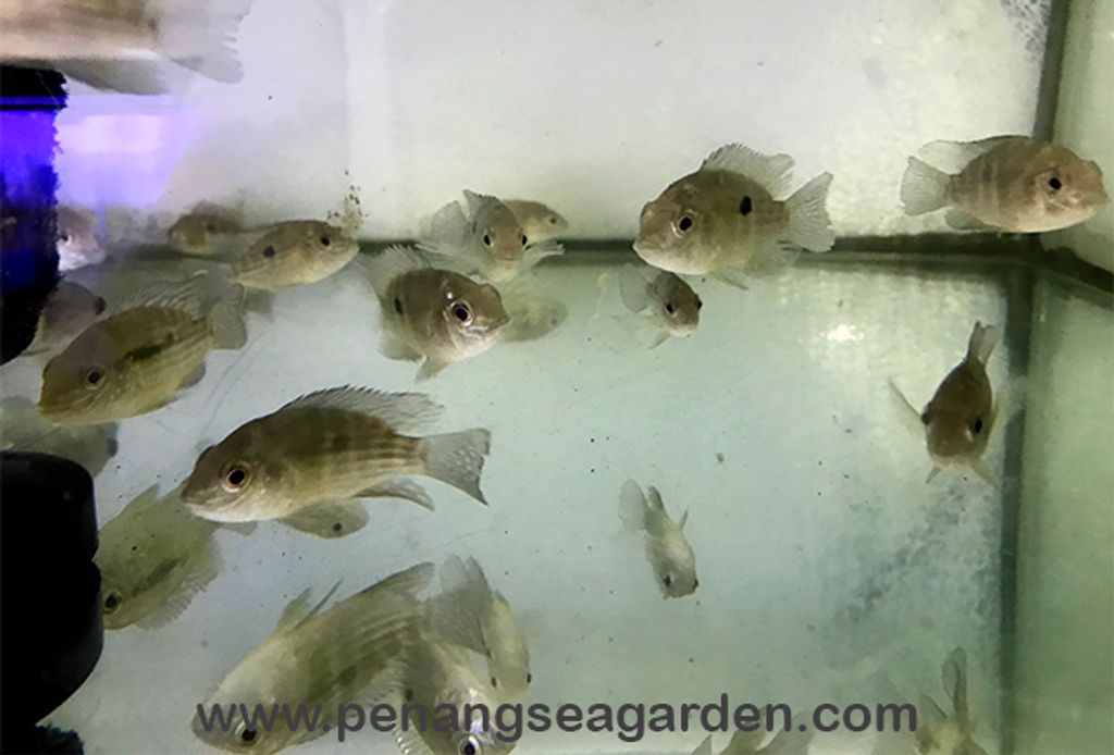 Green Terror Cichlid 红尾皇冠 190729 (1)w.jpg