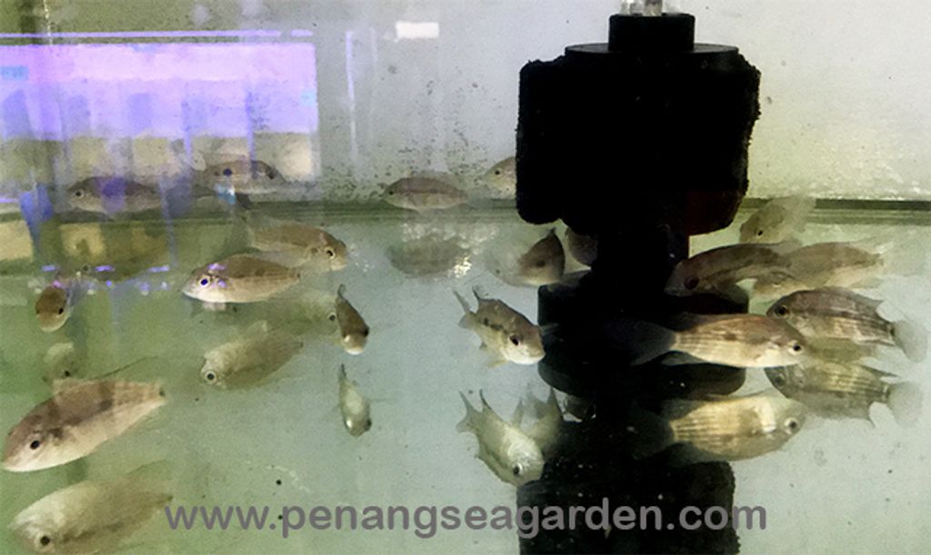 Green Terror Cichlid 红尾皇冠 190729 (9)w.jpg