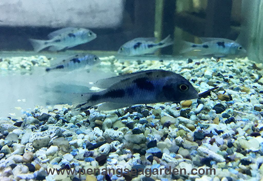 Blue Moorii,Blue Dolphin Cichild 蓝茉莉,蓝海豚RM6.80 (2019.08 (9)w.jpg