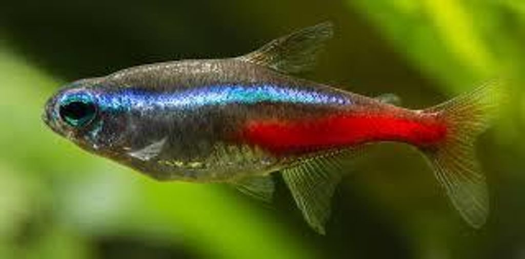 Neon Tetra - Web1.jpg