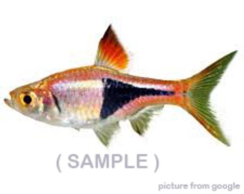 Harlequin Rasbora 三角鱼 Web1..jpg