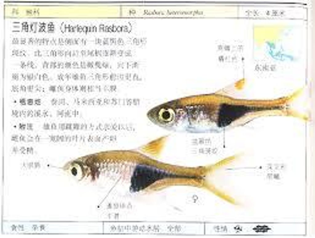 Harlequin Rasbora 三角鱼 Web2.jpg