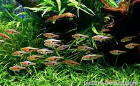 Harlequin Rasbora 三角鱼 Web3..jpg