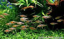 Harlequin Rasbora 三角鱼 Web3..jpg