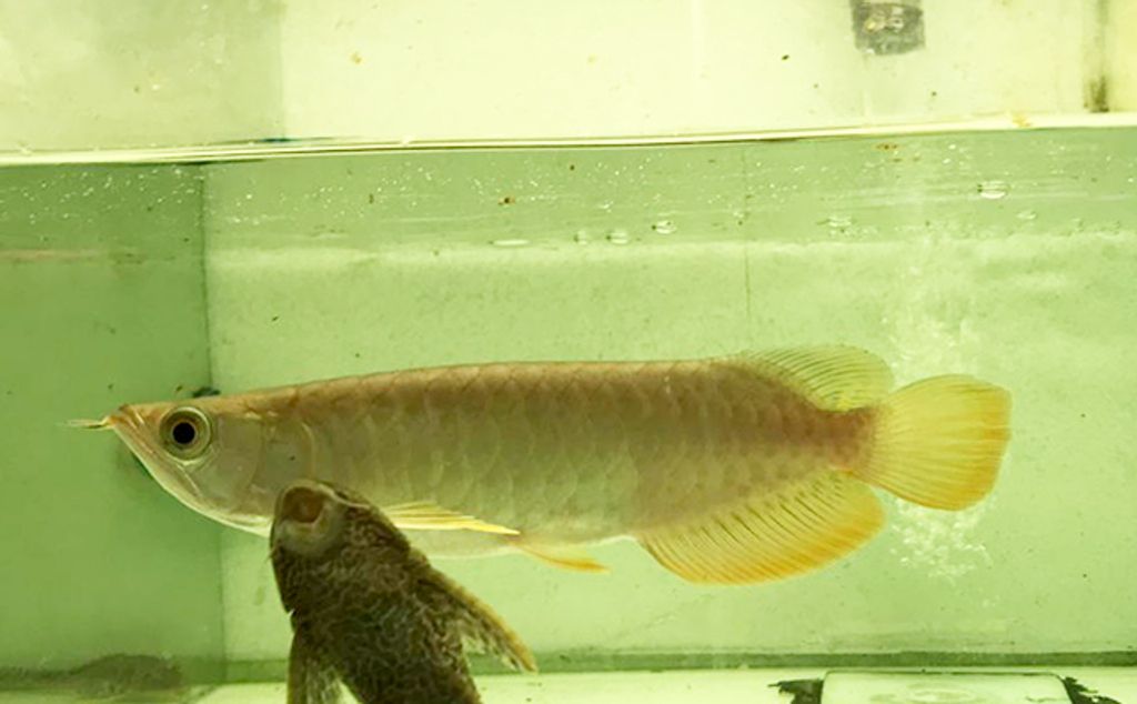 High Back Golden Arowana 19.09.04 -01m.jpg