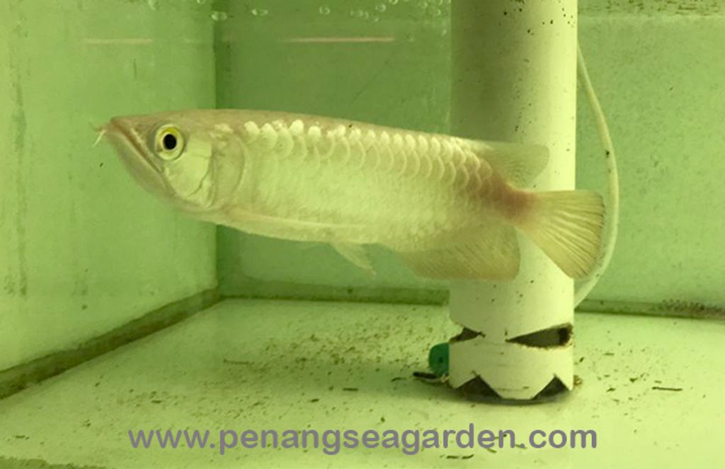 High Back Golden Arowana 19.09.04 -02w.jpg