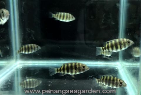 Zebra Tilapia 黑九间 19.09.18 - 02w.jpg