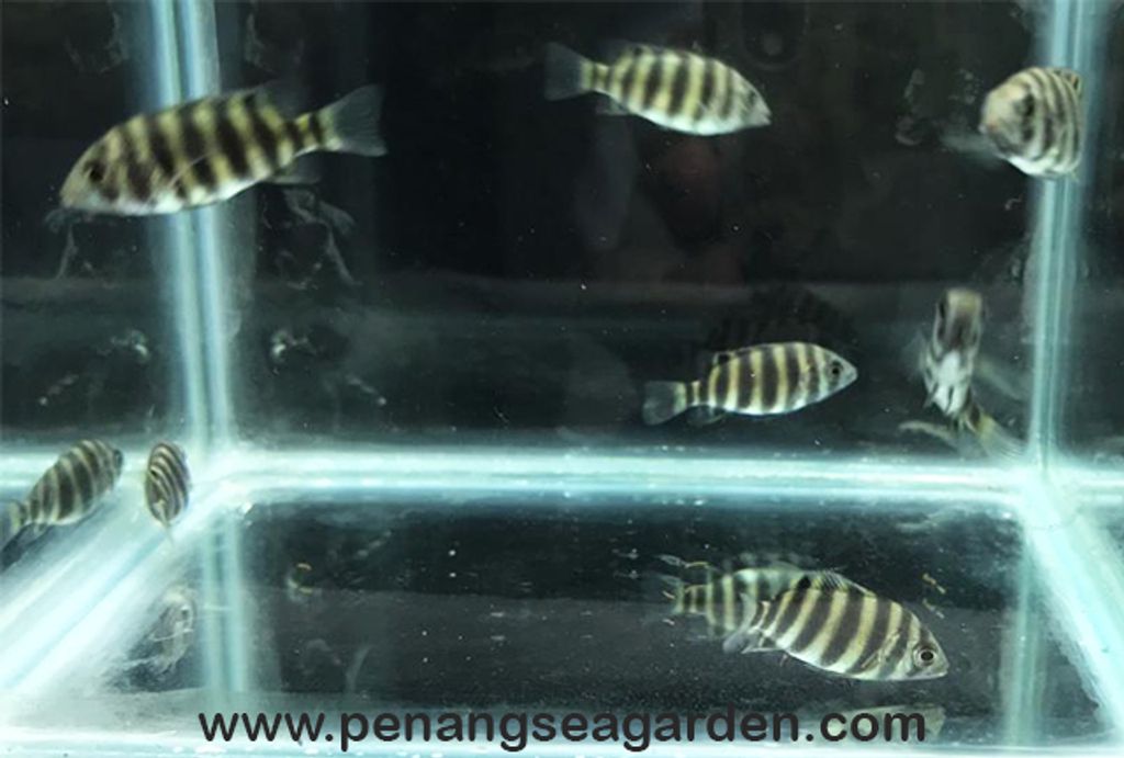 Zebra Tilapia 黑九间 19.09.18 - 05w.jpg